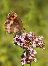 Erebia aethiops