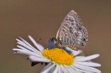 kleiner Wanderbläuling (Leptotes pirithous)