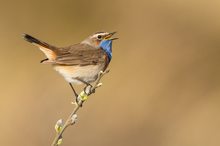 Blaukehlchen