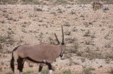 Sekunden vor der Jagd