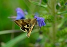 Ein Nachtfalter am Tag fotografiert