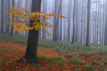 Herbst im Wienerwald