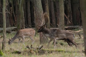 Damwildbrunft