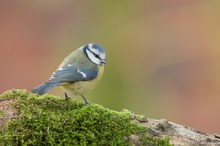 Blaumeise
