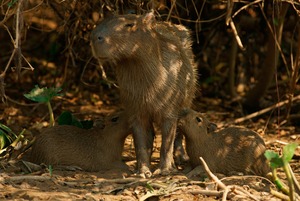 Capybaras oder Wasserschweine (Hydrochoerus hydrochaeris)
