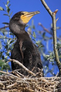 -Jungvogel im Nest-