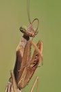 Gottesanbeterin (mantis religiosa)