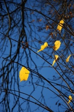 Bevor der Wind sie pflückt..