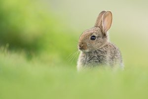 Wildkaninchen