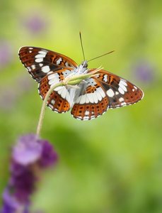 Limenitis camilla