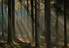 Herbst im Wald - Take 2