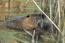 Schilffressende Nutria mit zwei Jungen