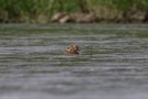 Einen schwimmenden Hasen...