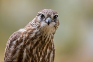 Merlin Portrait