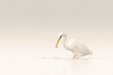 Der frühe Reiher fängt den Fisch!