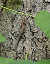 Waldeidechse im Spreewald