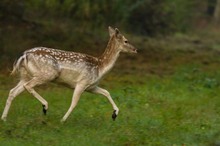 vorbei laufende Damwildkuh