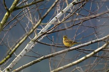 Goldammer in der Morrgnsonne