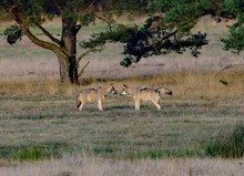 Wölfe in freier Wildbahn- 2. -  Dokufoto