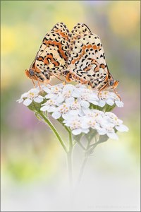 Roter Scheckenfalter Paarung (Melitaea didyma)