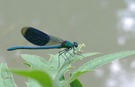 Prachtlibelle