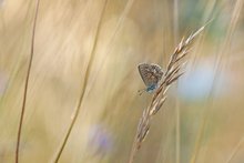 Erinnerung an den Sommer