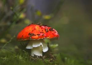 Mit fliegendem Röckchen und Schokostreuseln :-)