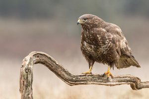 Mäusebussard