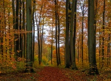 Herbstleuchten