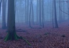 Die neblige Stimmung im Walde .....