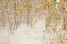 Wintereinbruch
