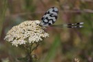 Fadenhaft Nemoptera-Sinuata