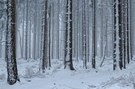 Winterwald