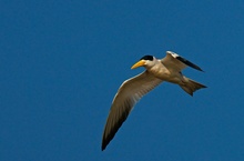Large-billed tern (Phaetusa simplex) Großschnabel-Seeschwalbe