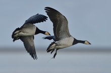 Nonnengänse (branta leucopsis)