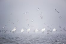 ~Foggy~