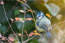 Blaumeise