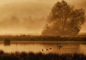 Morgenstimmung in den Ruhrwiesen