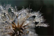 Die Regenschirme