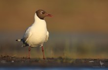 Zurück zur heimischen Fauna - hier die Lachmöwe