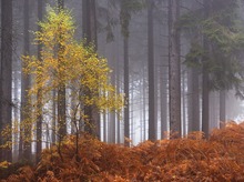 Nebelnieselregennovemberwald