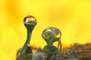 Trompetenflechten im Herbst