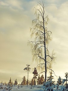 Baumriese...ein ganz anderer Wald....