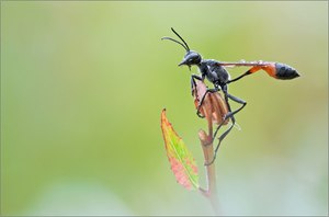 "Gemeine Sandwespe (Ammophila sabulosa)"