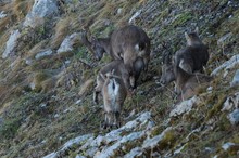 Steingeissen mit Kitz