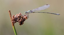 Lestes virens