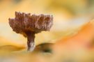 Tiefkühl-Funghi an Herbstlaub