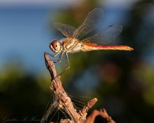 Ein Hauch von Sommermorgen - Heidelibelle