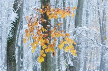 Winter im Herbst