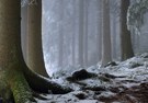 Erster Schnee im Schwarzwald